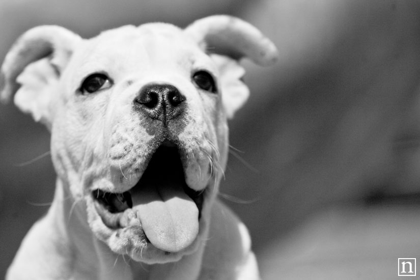 Wasabi the English Bulldog Puppy | San Francisco Pet Photographer