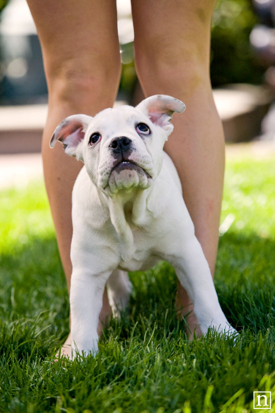 Wasabi the English Bulldog Puppy | San Francisco Pet Photographer