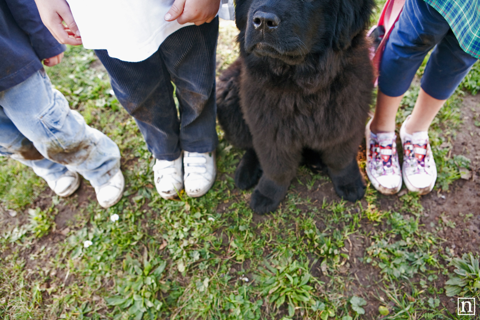 Tessa the Newfoundland Puppy | San Francisco Dog Photographer