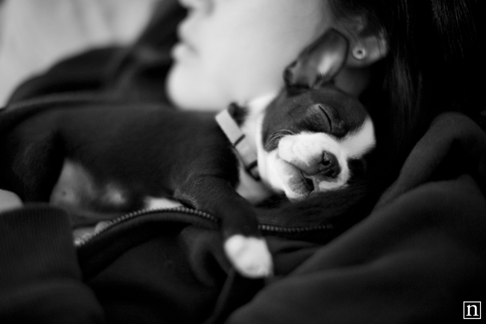 Harley Sleeping | San Francisco Pet Photographer