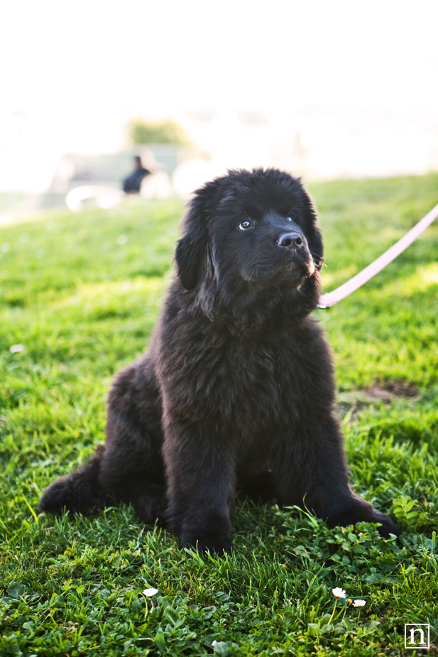 Tessa the Newfoundland Puppy | San Francisco Dog Photographer