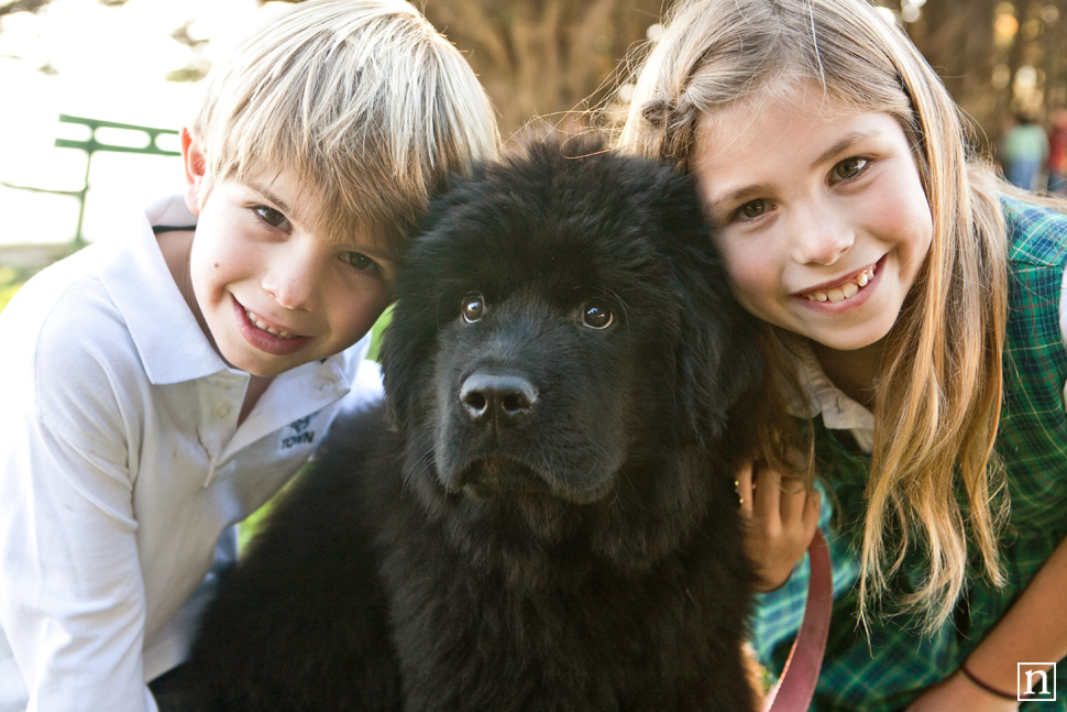 Tessa the Newfoundland Puppy | San Francisco Dog Photographer