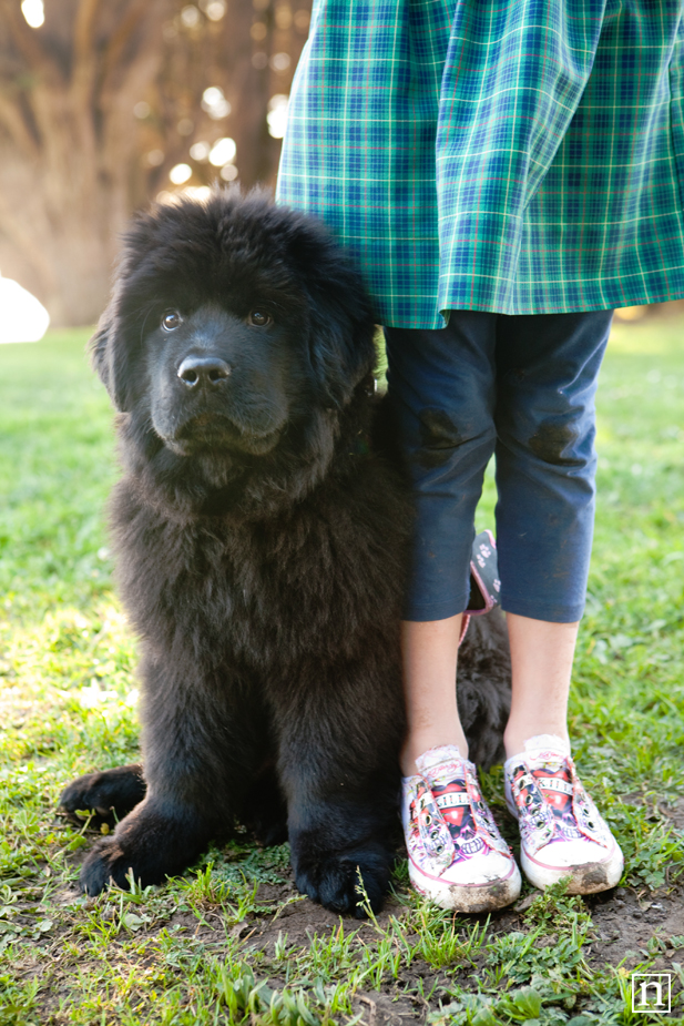 Tessa the Newfoundland Puppy | San Francisco Dog Photographer