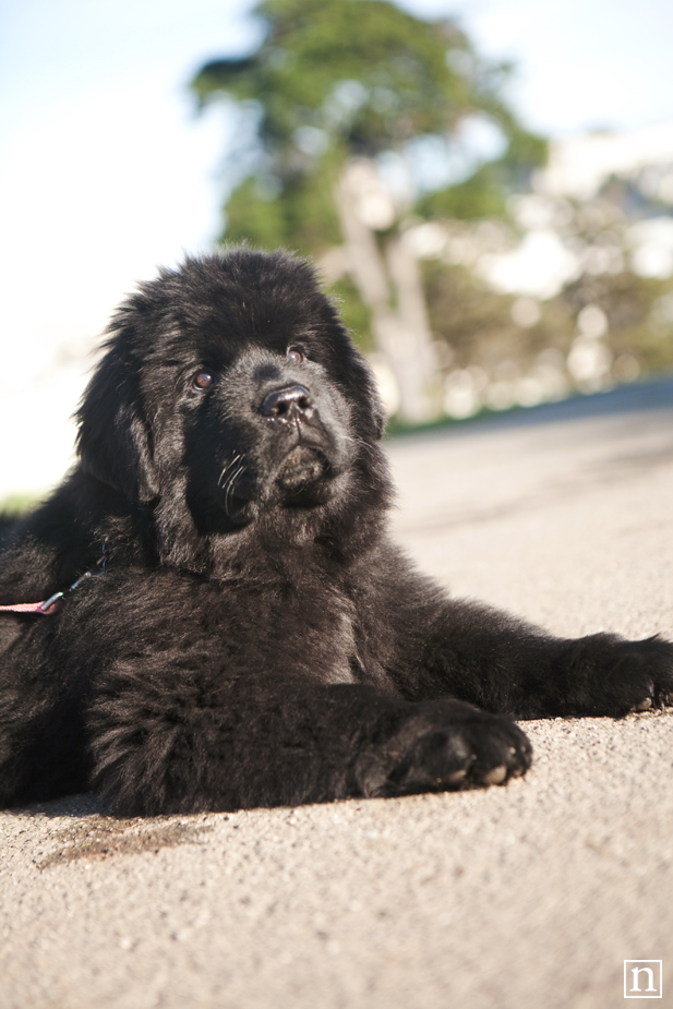 Tessa the Newfoundland Puppy | San Francisco Dog Photographer