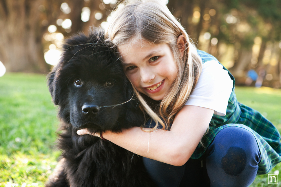 Tessa the Newfoundland Puppy | San Francisco Dog Photographer