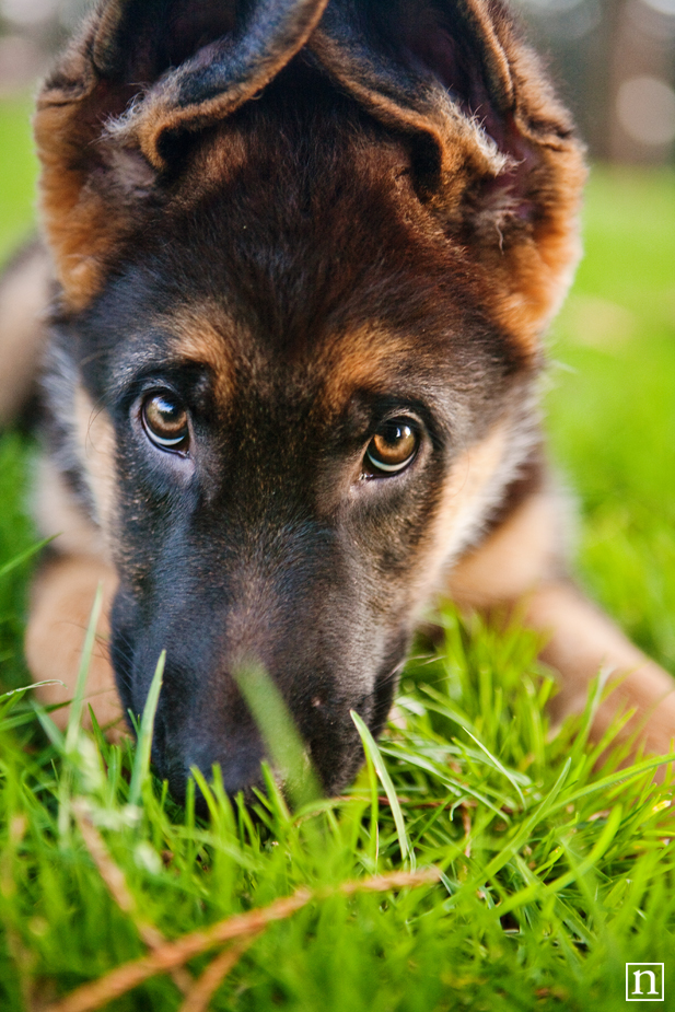 Bogey the German Shepherd Puppy | San Francisco Dog Photographer