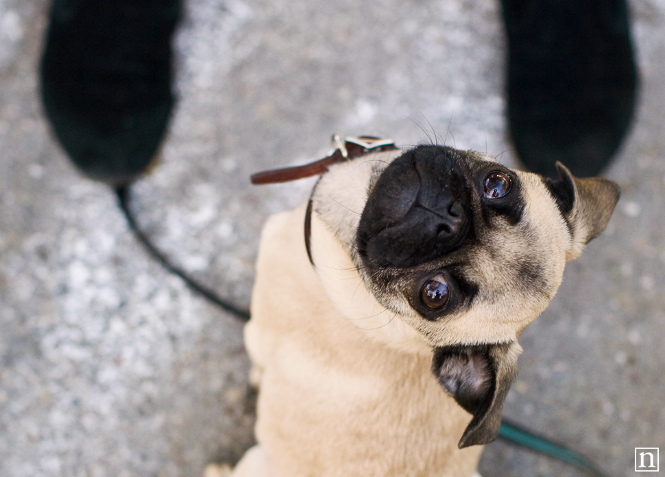 Gus the Pug Puppy | San Francisco Dog Photographer