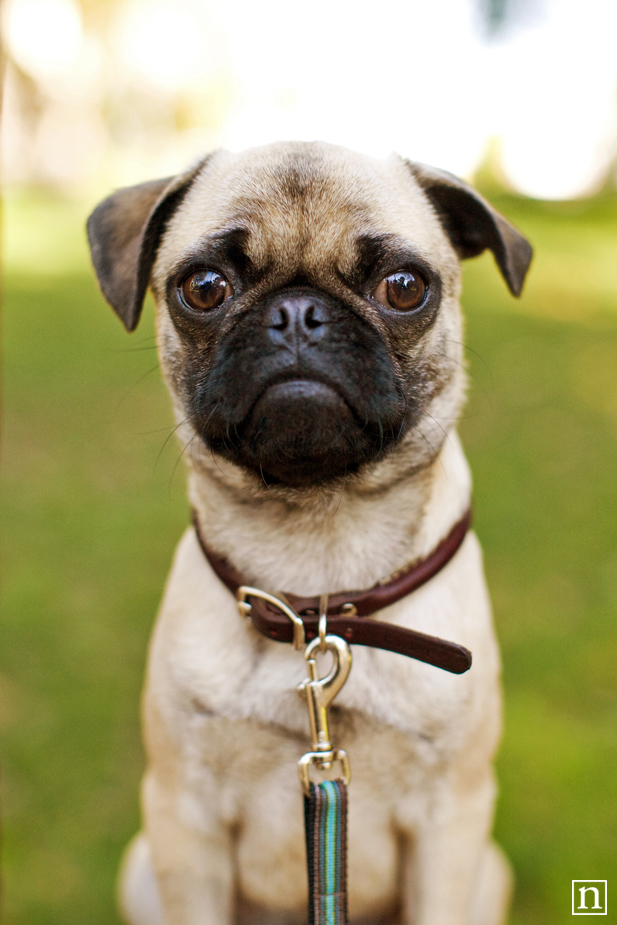 Gus the Pug Puppy | San Francisco Dog Photographer