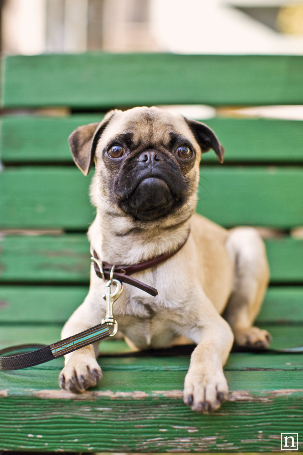 Gus the Pug Puppy | San Francisco Dog Photographer