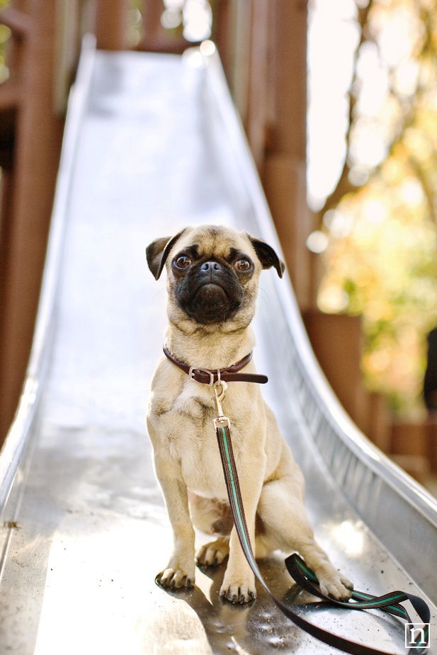 Gus the Pug Puppy | San Francisco Dog Photographer