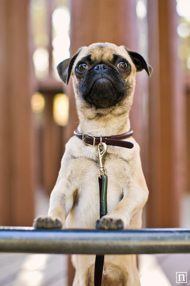 Gus the Pug Puppy | San Francisco Dog Photographer