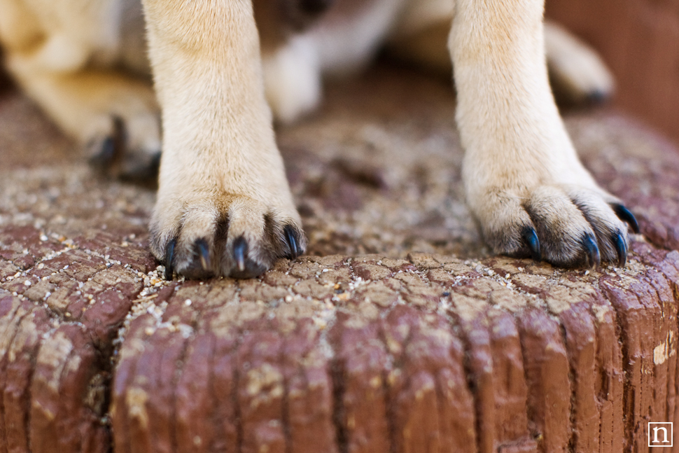 Gus the Pug Puppy | San Francisco Dog Photographer