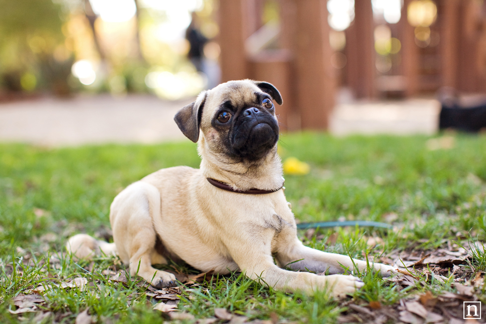 Gus the Pug Puppy | San Francisco Dog Photographer