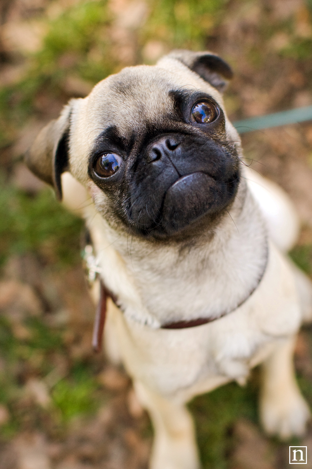 Gus the Pug Puppy | San Francisco Dog Photographer