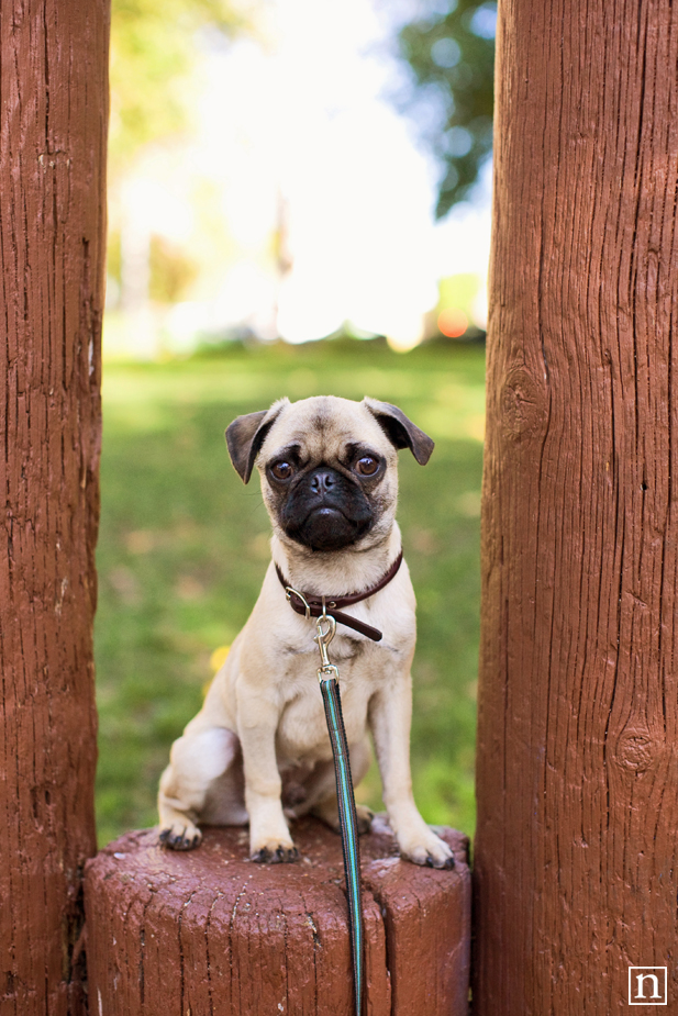 Gus the Pug Puppy | San Francisco Dog Photographer