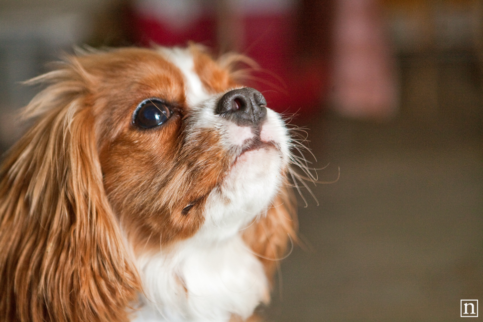 Dogopolis Hollywoof SF | San Francisco Dog Photographer