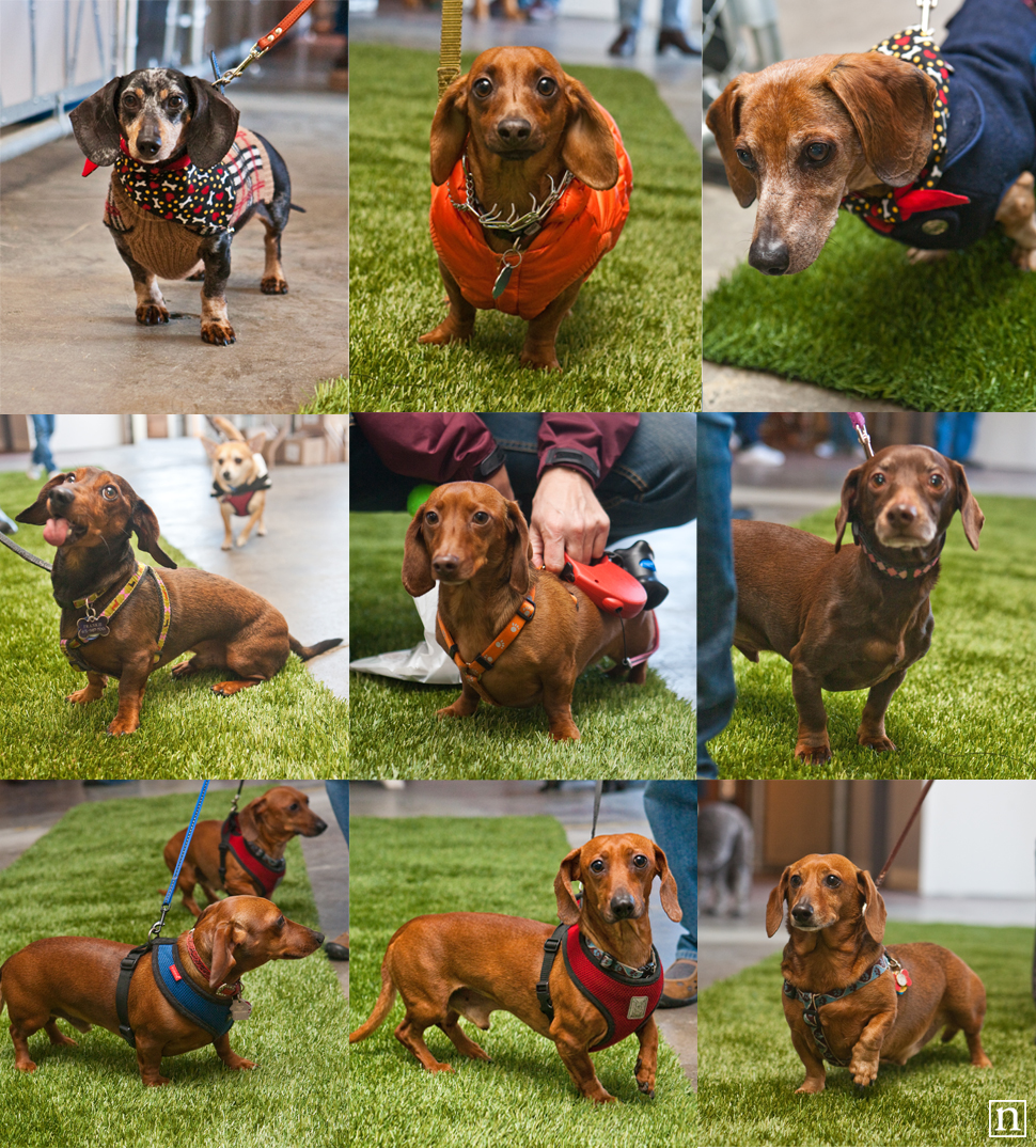 Dogopolis Hollywoof SF | San Francisco Dog Photographer