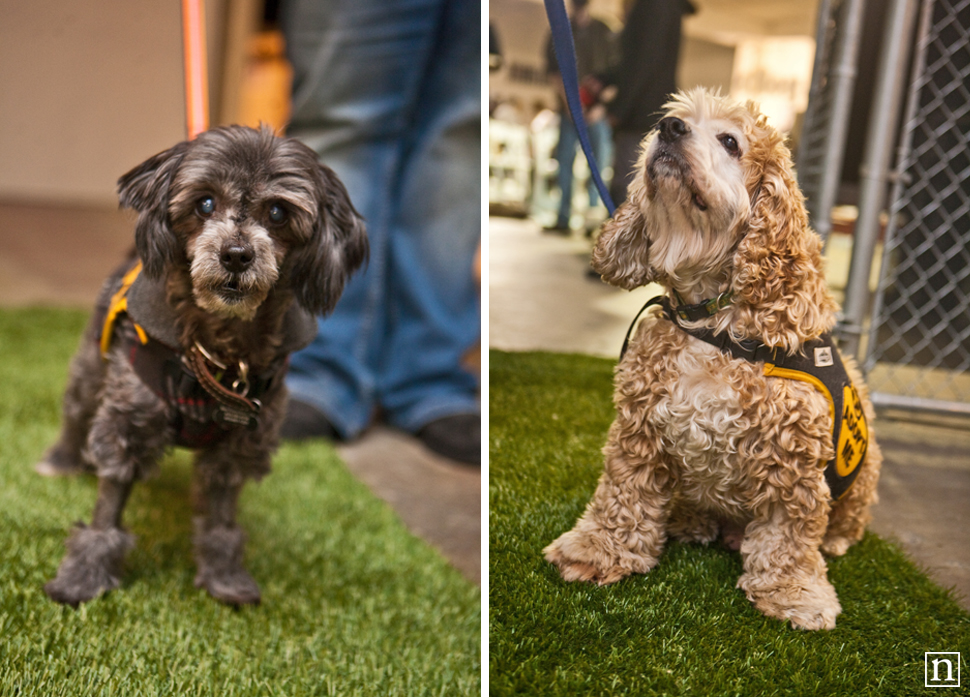 Dogopolis Hollywoof SF | San Francisco Dog Photographer