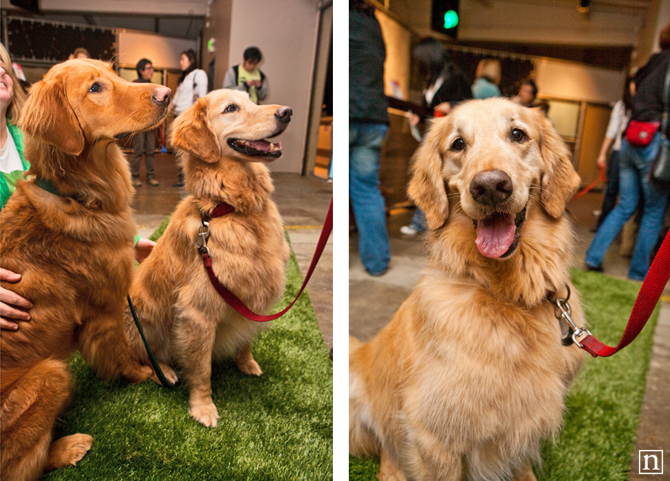 Dogopolis Hollywoof SF | San Francisco Dog Photographer