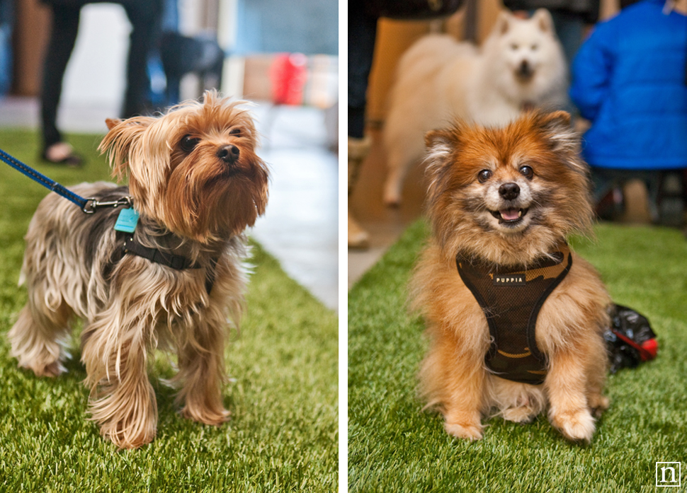 Dogopolis Hollywoof SF | San Francisco Dog Photographer