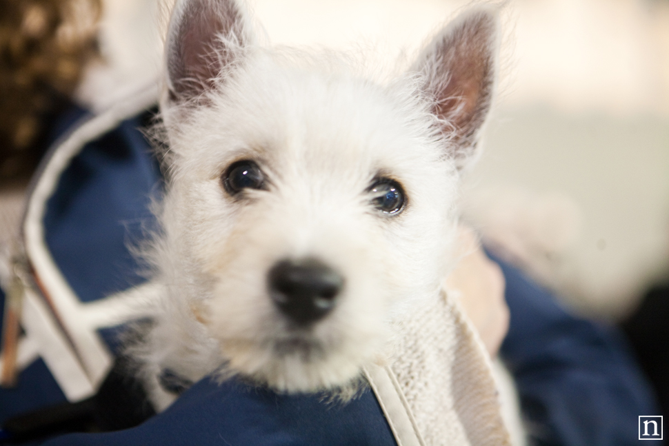 Dogopolis Hollywoof SF | San Francisco Dog Photographer