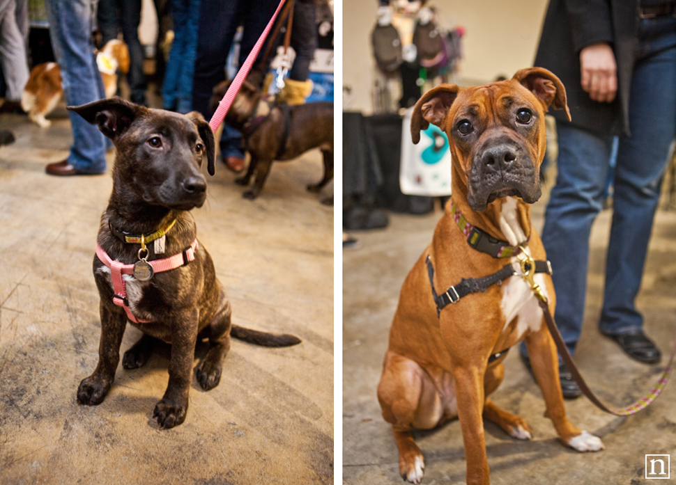 Dogopolis Hollywoof SF | San Francisco Dog Photographer