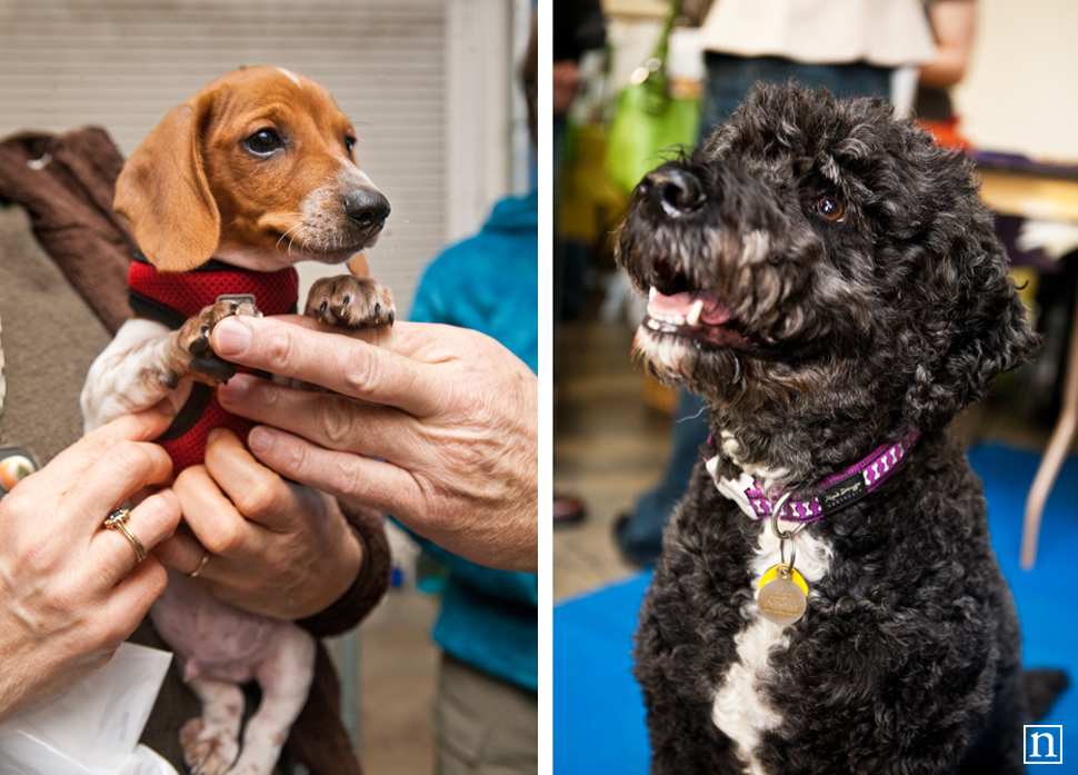 Dogopolis Hollywoof SF | San Francisco Dog Photographer