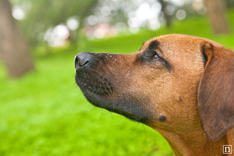 San Francisco Dog Photographer - Rhodesian Ridgeback | Nuena Photography