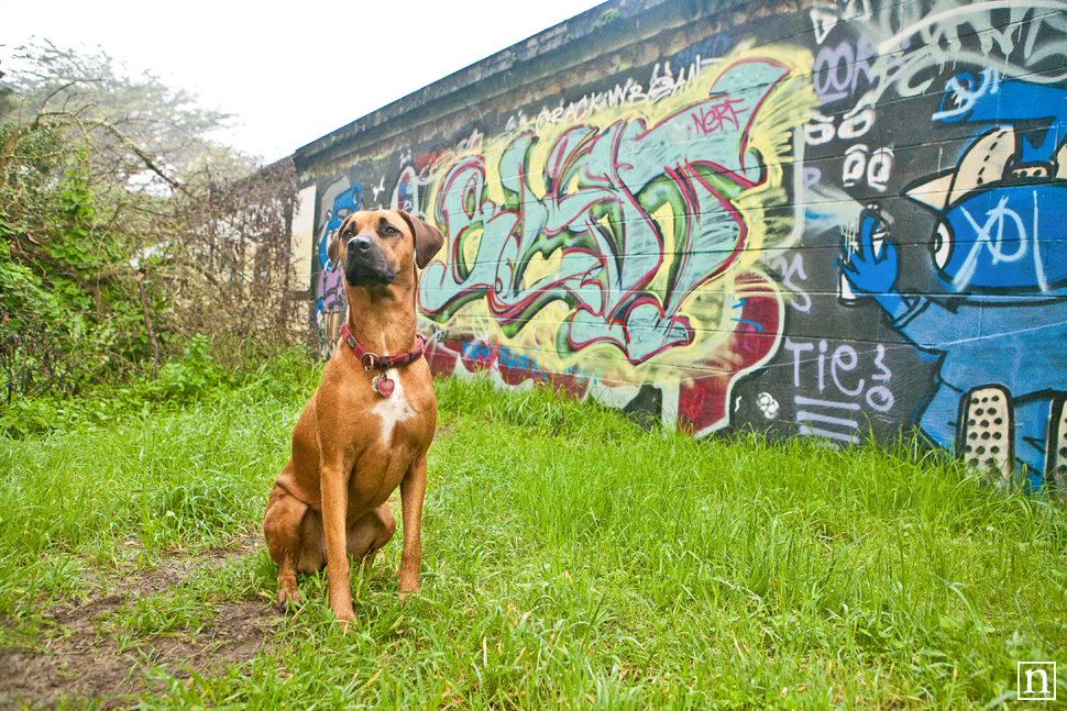 Stella the Rhodesian Ridgeback | San Francisco Dog Photographer