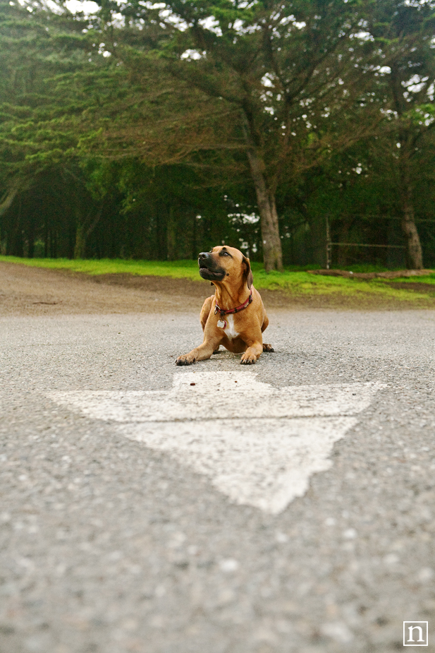 Stella the Rhodesian Ridgeback | San Francisco Dog Photographer