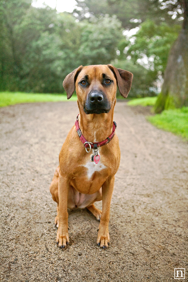 Stella the Rhodesian Ridgeback | San Francisco Dog Photographer