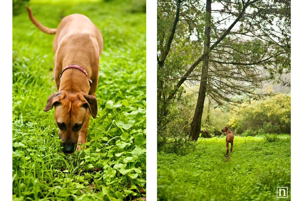 Stella the Rhodesian Ridgeback | San Francisco Dog Photographer