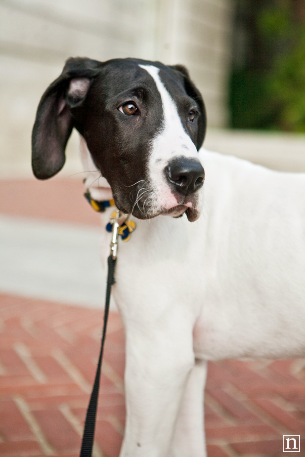 Yohji the Great Dane Puppy | San Francisco Dog Photographer