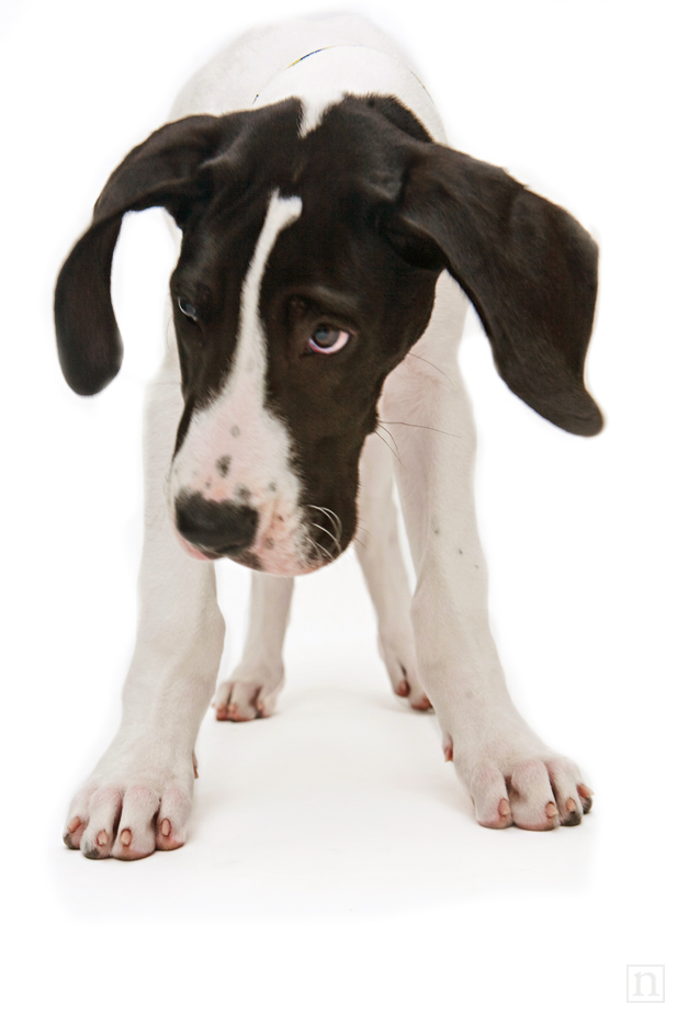 Yohji the Great Dane Puppy | San Francisco Dog Photographer