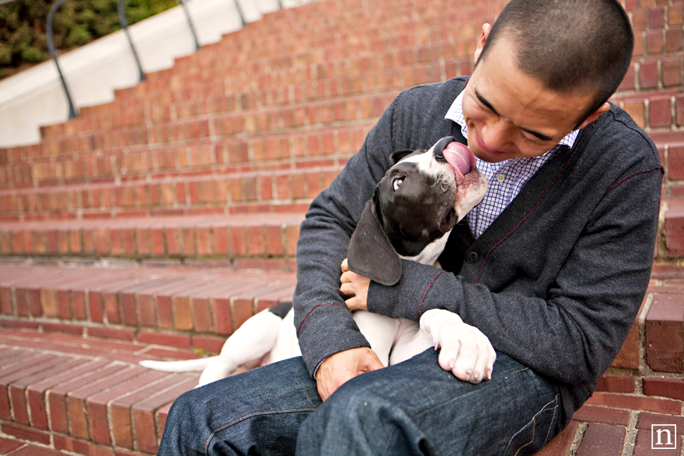 Yohji the Great Dane Puppy | San Francisco Dog Photographer