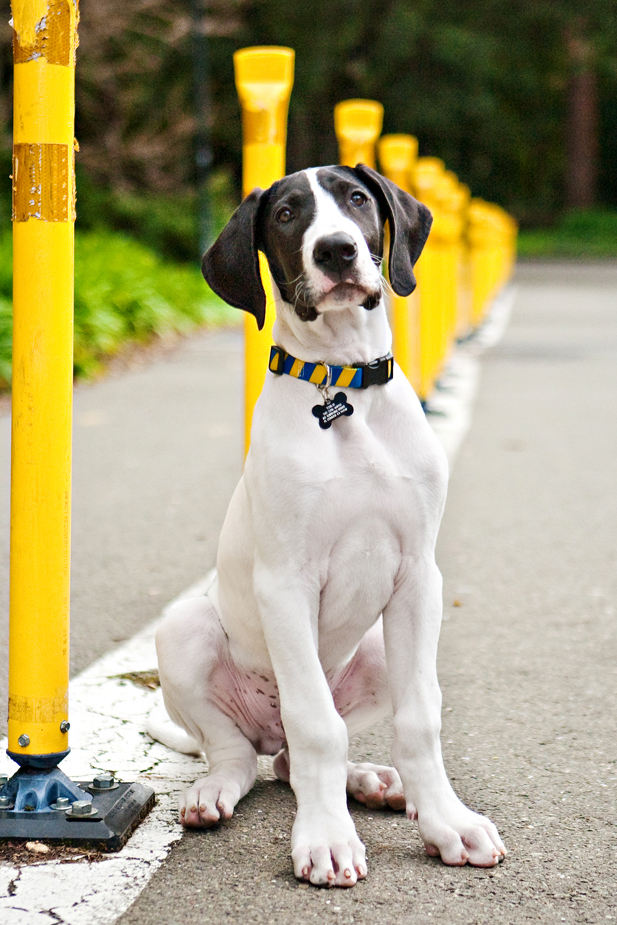 Yohji the Great Dane Puppy | San Francisco Dog Photographer