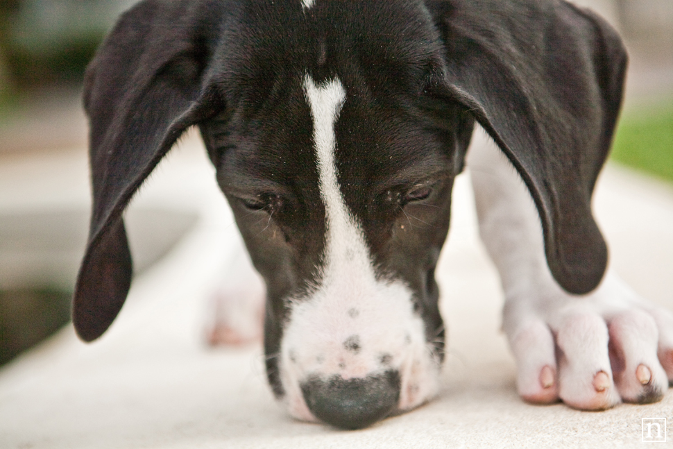 Yohji the Great Dane Puppy | San Francisco Dog Photographer