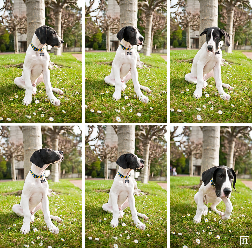 Yohji the Great Dane Puppy | San Francisco Dog Photographer