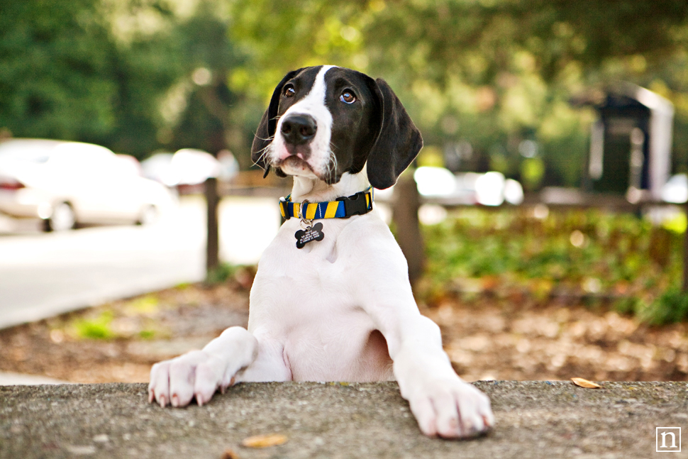 Yohji the Great Dane Puppy | San Francisco Dog Photographer