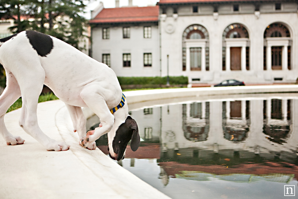 Yohji the Great Dane Puppy | San Francisco Dog Photographer