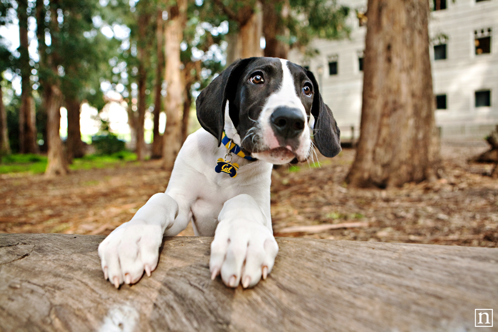 Yohji the Great Dane Puppy | San Francisco Dog Photographer