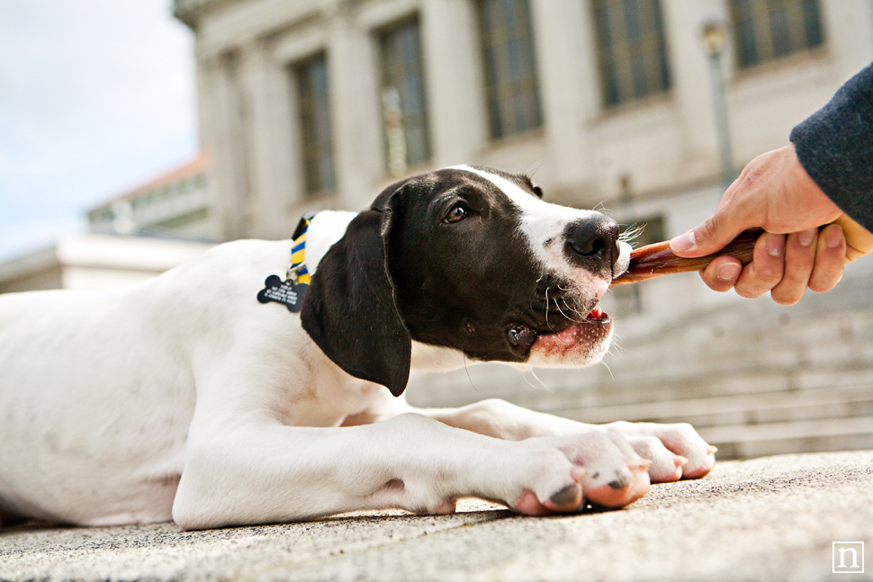 Yohji the Great Dane Puppy | San Francisco Dog Photographer