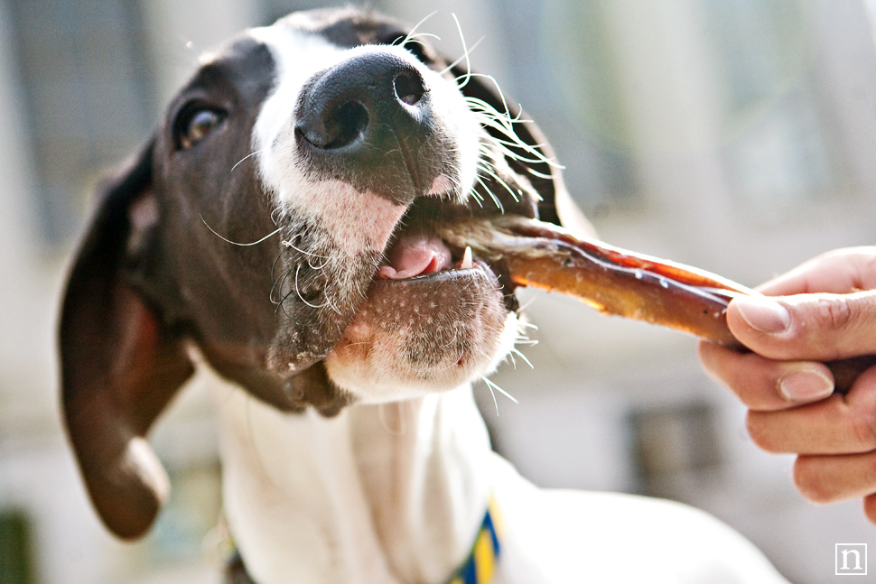 Yohji the Great Dane Puppy | San Francisco Dog Photographer