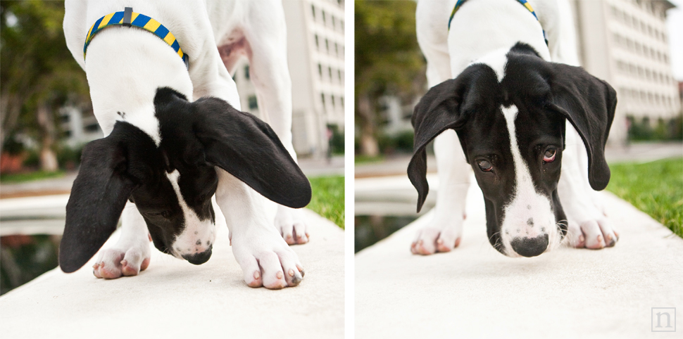 Yohji the Great Dane Puppy | San Francisco Dog Photographer