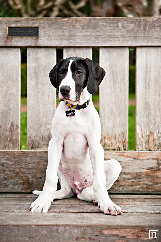 Yohji the Great Dane Puppy | San Francisco Dog Photographer