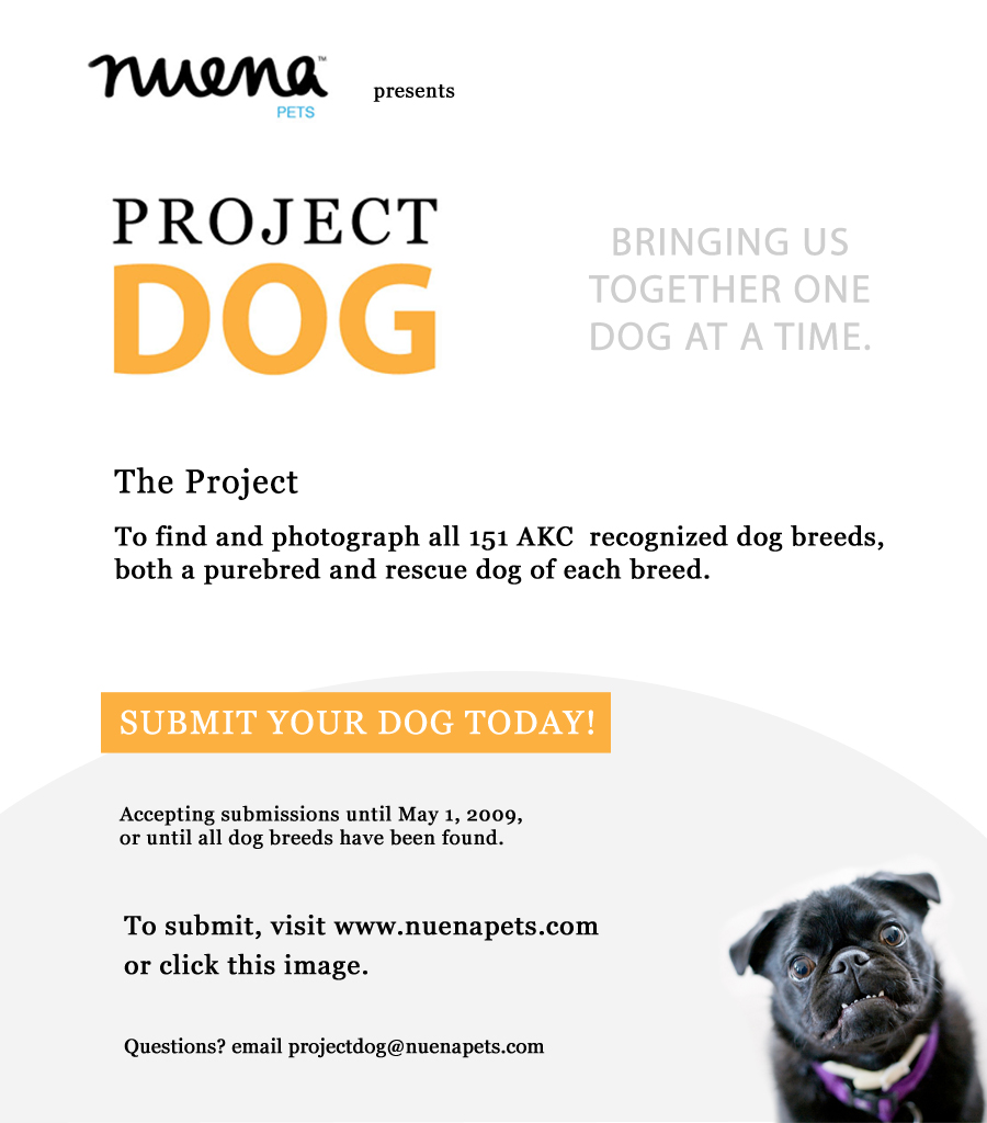 Nuena Photography Project DOG