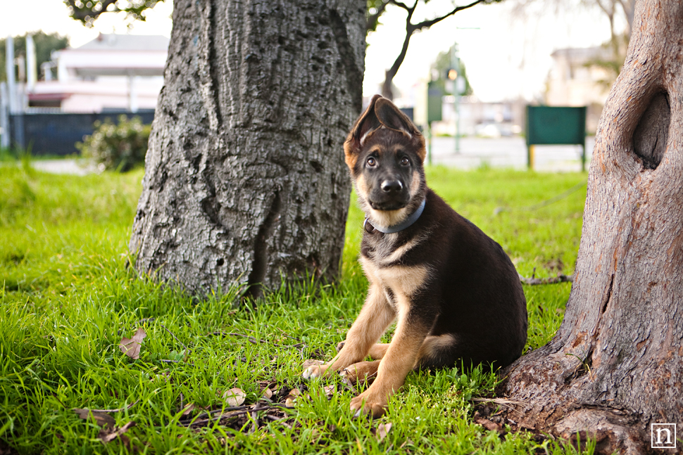 Oakland Dog Photographer - German Shepherd Puppy | Nuena Photography