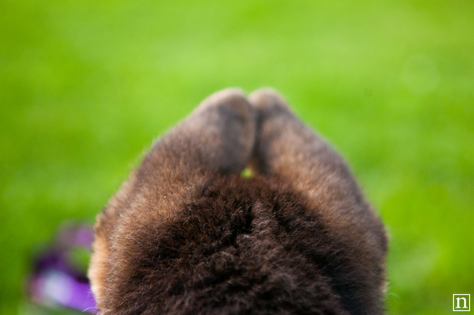 Oakland Dog Photographer - German Shepherd Puppy | Nuena Photography