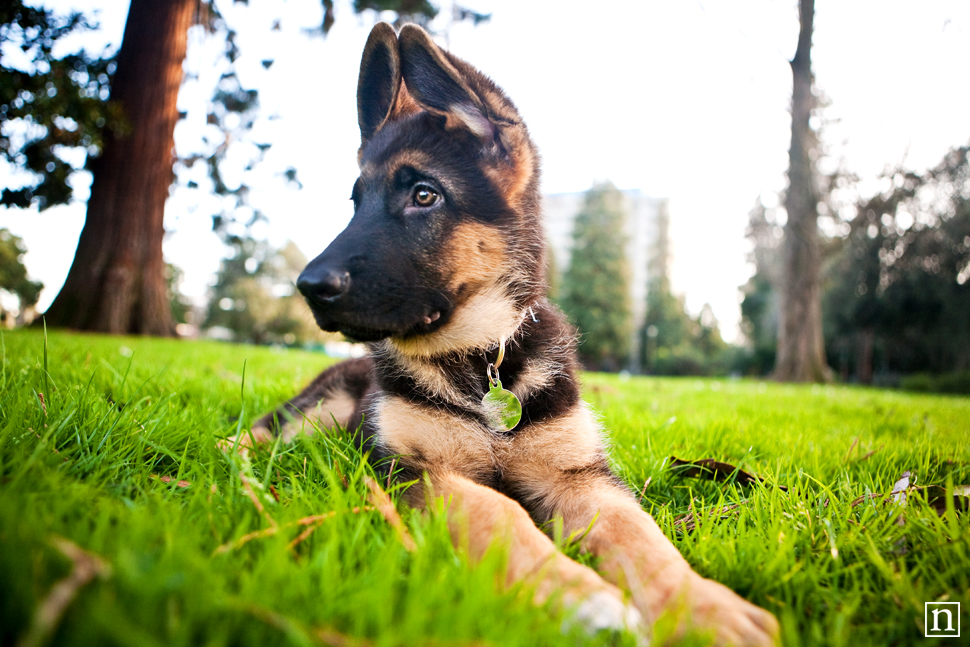 Bogey German Shepherd Puppy San Francisco Dog Photographer