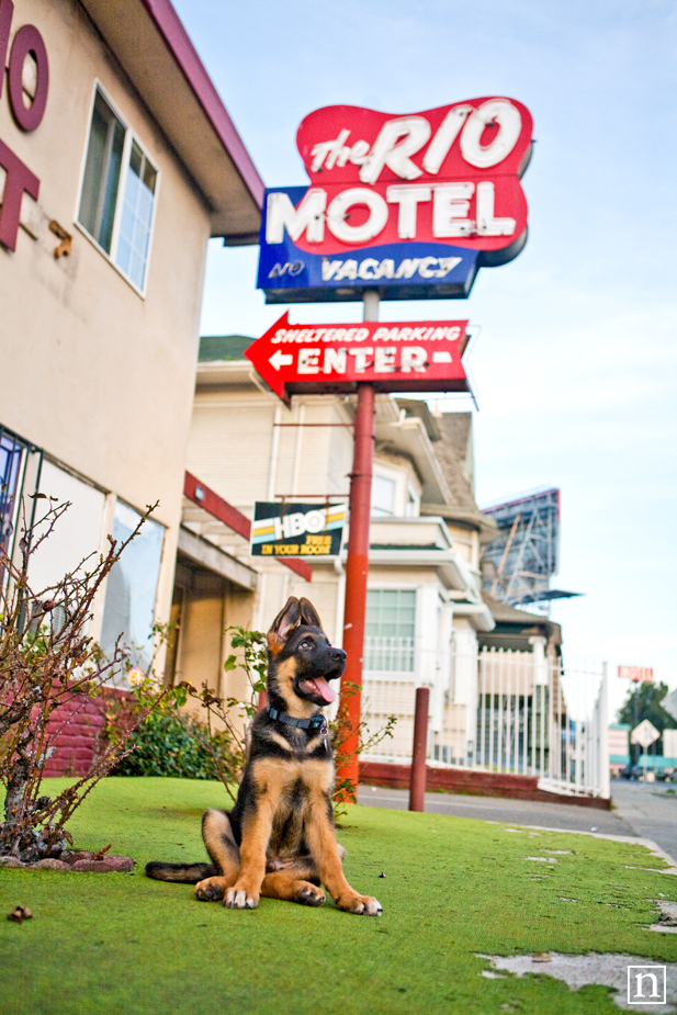 Oakland Dog Photographer - German Shepherd Puppy | Nuena Photography